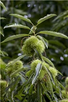 Castanea sativa - Esskastanie