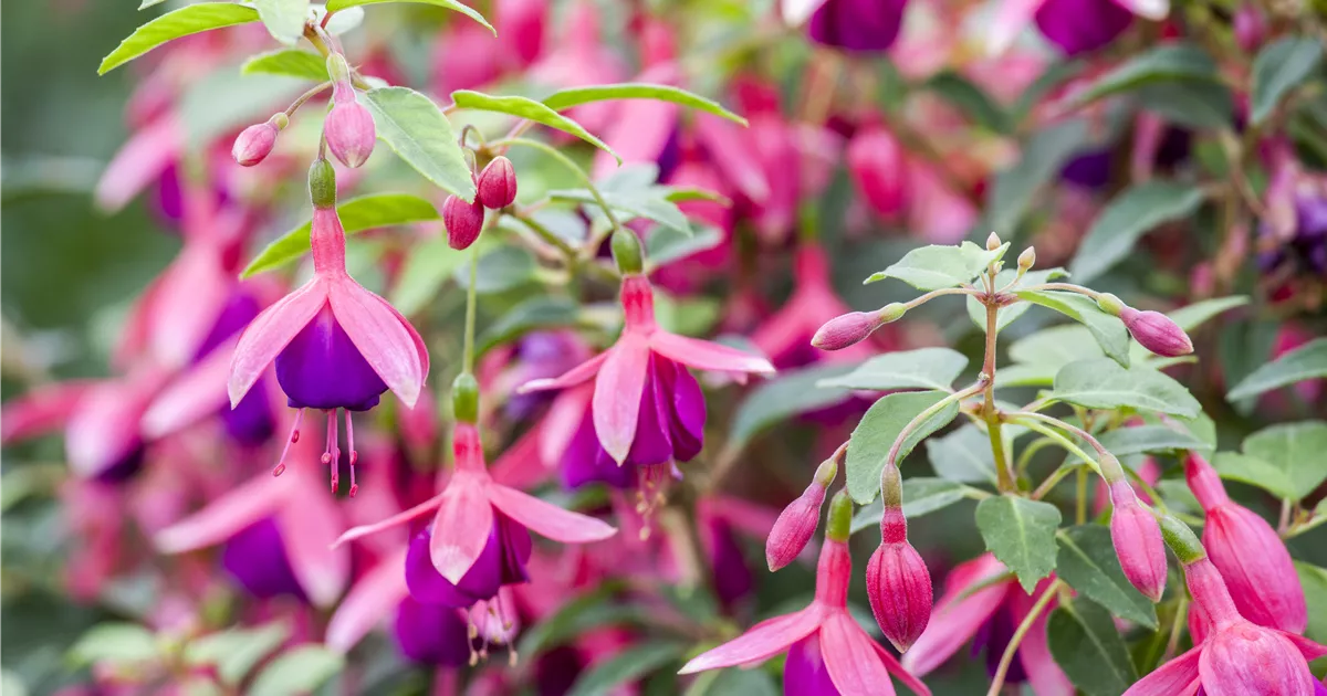  - Fuchsien als Blickfang