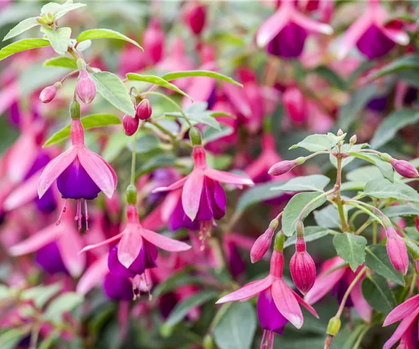 - Fuchsien – exotische Schönheiten für Balkon und Garten  - Fuchsien – exotische Schönheiten für Balkon und Garten