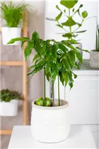 Castanospermum australe - Australische Kastanie Castanospermum australe - Australische Kastanie