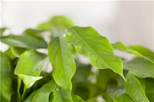 Castanospermum australe - Australische Kastanie Castanospermum australe - Australische Kastanie