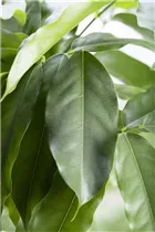 Castanospermum australe - Australische Kastanie Castanospermum australe - Australische Kastanie