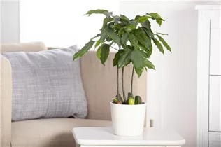 Castanospermum australe - Australische Kastanie Castanospermum australe - Australische Kastanie