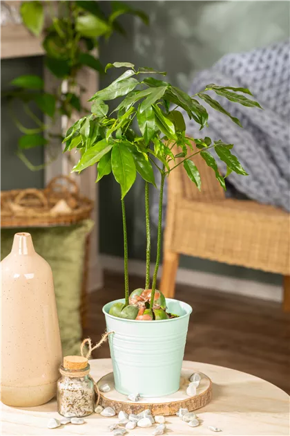 zimmerpflanzen 180 cm Cassia Baum Kunstpflanze 180cm Deko pflegeleicht kaufen main image 0