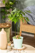 Castanospermum australe - Australische Kastanie Castanospermum australe - Australische Kastanie