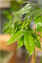 Castanospermum australe - Australische Kastanie Castanospermum australe - Australische Kastanie