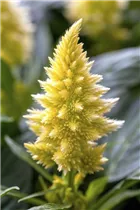 Celosia argentea - Silber-Brandschopf Celosia argentea - Silber-Brandschopf