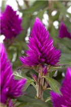Celosia argentea - Silber-Brandschopf Celosia argentea - Silber-Brandschopf