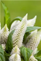 Celosia argentea - Silber-Brandschopf Celosia argentea - Silber-Brandschopf