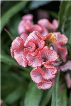 Celosia argentea - Silber-Brandschopf Celosia argentea - Silber-Brandschopf