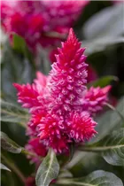 Celosia argentea - Silber-Brandschopf Celosia argentea - Silber-Brandschopf