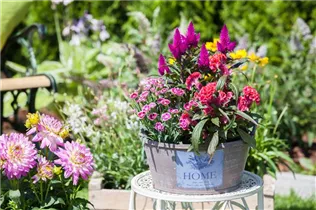 Celosia argentea - Silber-Brandschopf Celosia argentea - Silber-Brandschopf