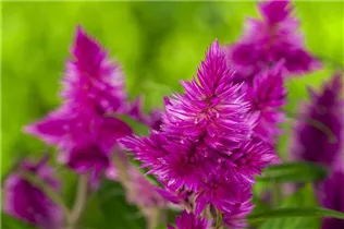 Celosia argentea - Silber-Brandschopf Celosia argentea - Silber-Brandschopf