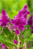 Celosia argentea - Silber-Brandschopf Celosia argentea - Silber-Brandschopf