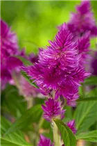 Celosia argentea - Silber-Brandschopf Celosia argentea - Silber-Brandschopf