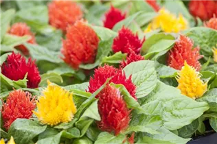 Celosia argentea var. plumosa - Federbusch-Celosie Celosia argentea var. plumosa - Federbusch-Celosie