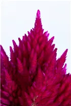 Celosia argentea var. plumosa - Federbusch-Celosie Celosia argentea var. plumosa - Federbusch-Celosie