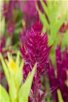 Celosia argentea var. plumosa - Federbusch-Celosie Celosia argentea var. plumosa - Federbusch-Celosie