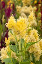 Celosia argentea var. plumosa - Federbusch-Celosie Celosia argentea var. plumosa - Federbusch-Celosie