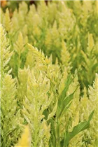 Celosia argentea var. plumosa - Federbusch-Celosie Celosia argentea var. plumosa - Federbusch-Celosie