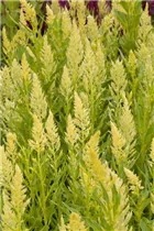 Celosia argentea var. plumosa - Federbusch-Celosie Celosia argentea var. plumosa - Federbusch-Celosie
