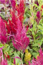 Celosia argentea var. plumosa - Federbusch-Celosie Celosia argentea var. plumosa - Federbusch-Celosie