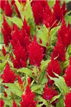 Celosia argentea var. plumosa - Federbusch-Celosie Celosia argentea var. plumosa - Federbusch-Celosie