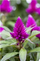 Celosia argentea var. plumosa - Federbusch-Celosie Celosia argentea var. plumosa - Federbusch-Celosie