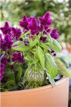 Celosia argentea var. plumosa - Federbusch-Celosie Celosia argentea var. plumosa - Federbusch-Celosie