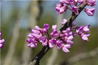Cercis siliquastrum - Gemeiner Judasbaum Cercis siliquastrum - Gemeiner Judasbaum