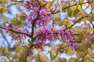Cercis siliquastrum - Gemeiner Judasbaum Cercis siliquastrum - Gemeiner Judasbaum