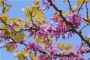 Cercis siliquastrum - Gemeiner Judasbaum Cercis siliquastrum - Gemeiner Judasbaum