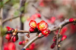 Chaenomeles x superba 'Fire Dance' - Zierquitte 'Fire Dance'