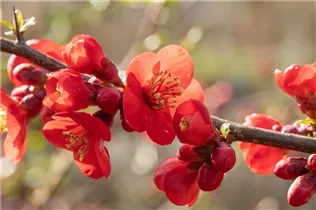 Chaenomeles japonica - Niedrige Scheinquitte