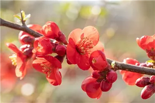 Chaenomeles japonica - Niedrige Scheinquitte