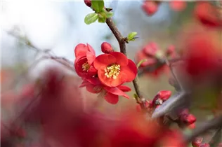 Chaenomeles japonica - Niedrige Scheinquitte