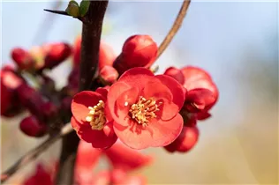 Chaenomeles japonica - Niedrige Scheinquitte