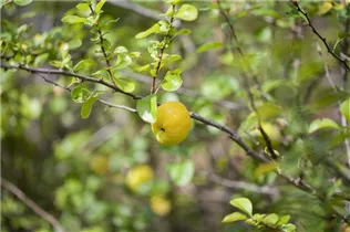 Chaenomeles japonica 'Cido'® - Zierquitte 'Cido'® Chaenomeles japonica 'Cido'® - Zierquitte 'Cido'®