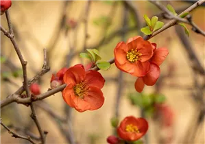 Chaenomeles japonica 'Cido'® - Zierquitte 'Cido'® Chaenomeles japonica 'Cido'® - Zierquitte 'Cido'®