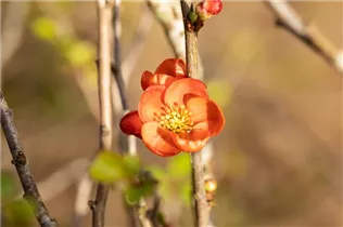 Chaenomeles japonica 'Cido'® - Zierquitte 'Cido'® Chaenomeles japonica 'Cido'® - Zierquitte 'Cido'®