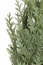 Chamaecyparis lawsoniana 'Moerheimii' - Gartenzypresse 'Moerheimii'