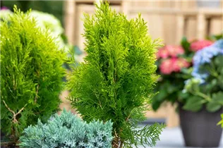 Chamaecyparis lawsoniana - Scheinzypresse