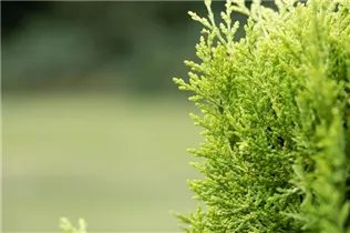Chamaecyparis lawsoniana - Scheinzypresse