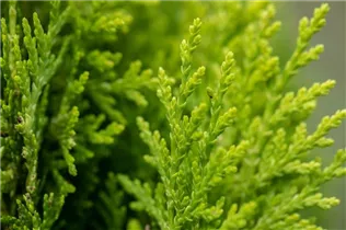 Chamaecyparis lawsoniana - Scheinzypresse