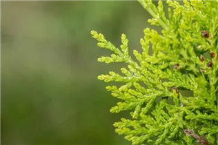 Chamaecyparis lawsoniana - Scheinzypresse