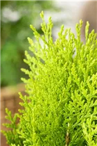 Chamaecyparis lawsoniana - Scheinzypresse