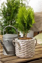 Chamaecyparis lawsoniana - Scheinzypresse