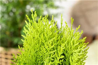 Chamaecyparis lawsoniana - Scheinzypresse