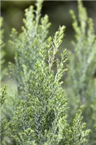 Chamaecyparis lawsoniana 'Ellwoodii' - Kegelzypresse 'Ellwoodii'