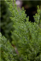 Chamaecyparis lawsoniana 'Ellwoodii' - Kegelzypresse 'Ellwoodii'